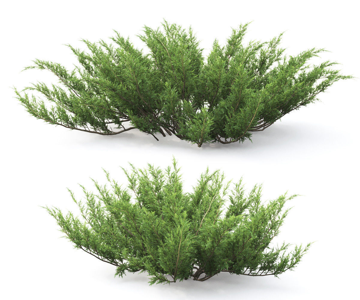 Juniperus Sabina 01 3D model_3
