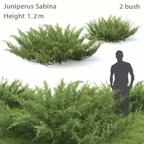 Juniperus Sabina 01