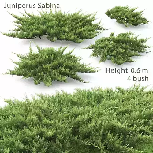 Juniperus Sabina 02