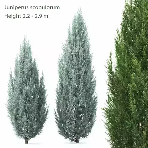 Juniperus scopulorum 01