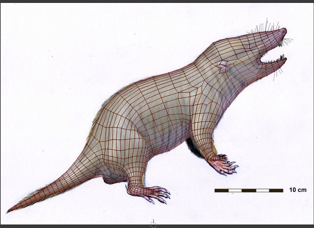 Gobiconodontidae -A rat lol 3D model_2