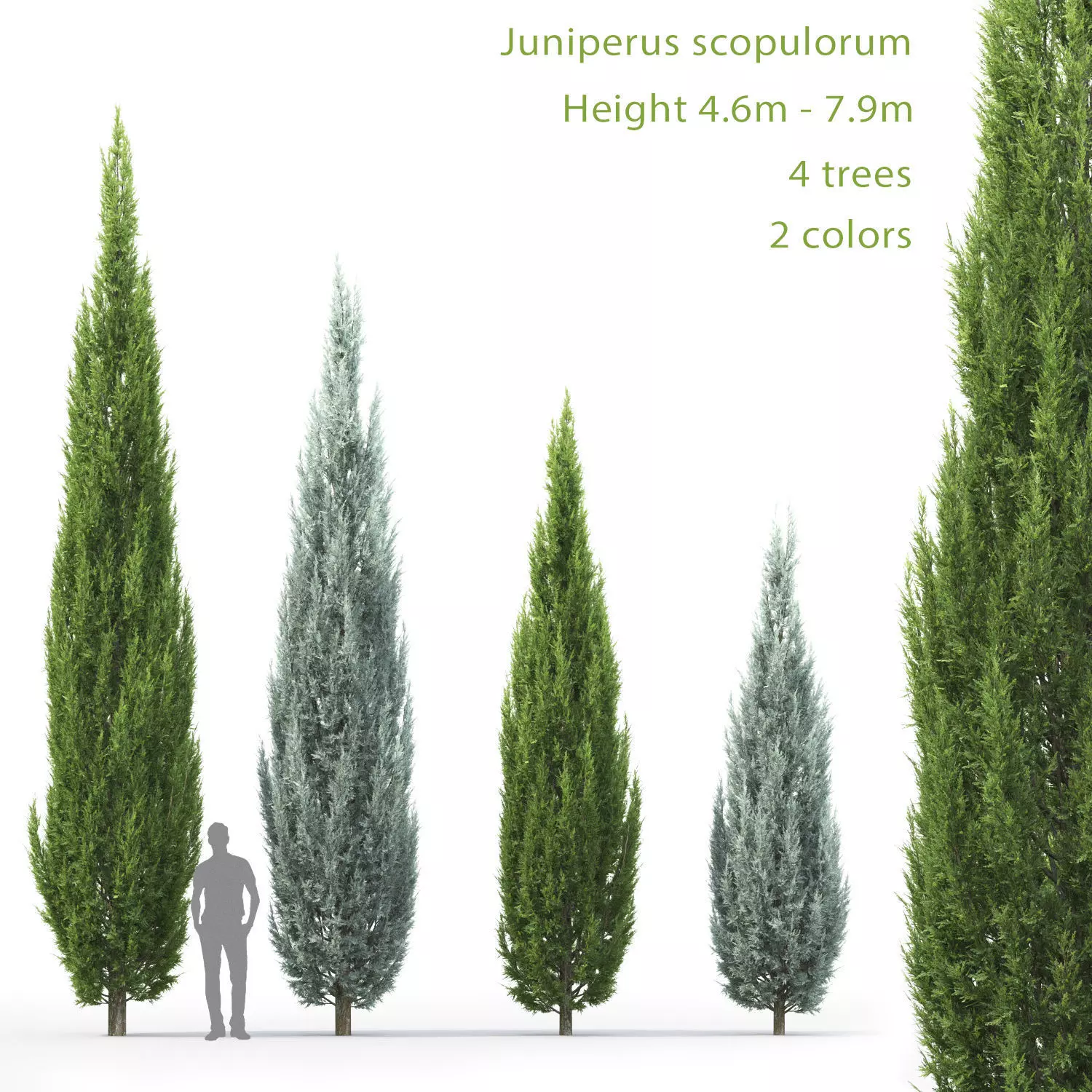Juniperus scopulorum 02 3D model_0