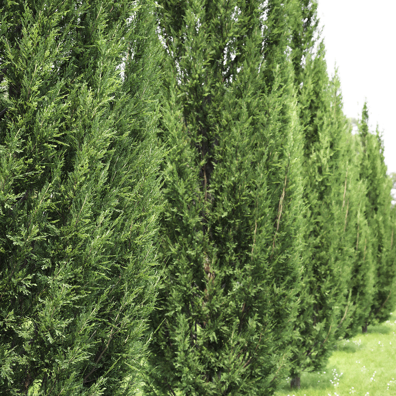 Juniperus scopulorum 02 3D model_1