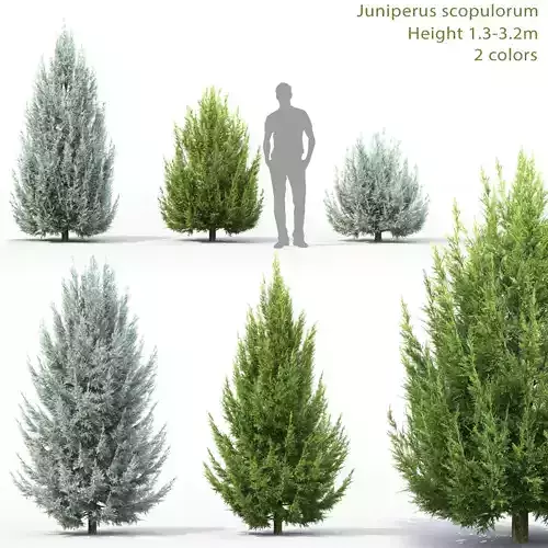 Juniperus scopulorum 03