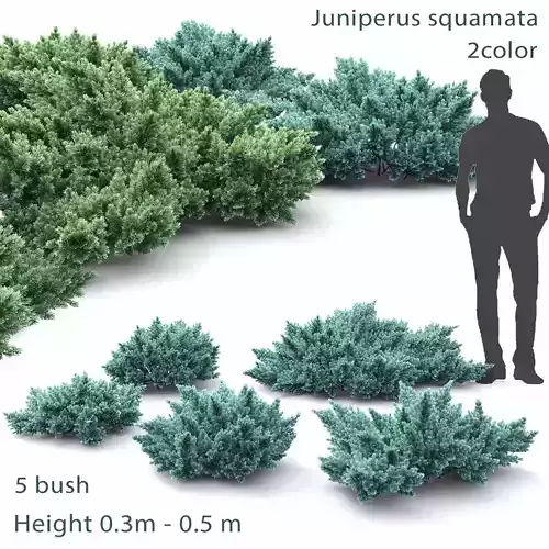 Juniperus Squamata 01