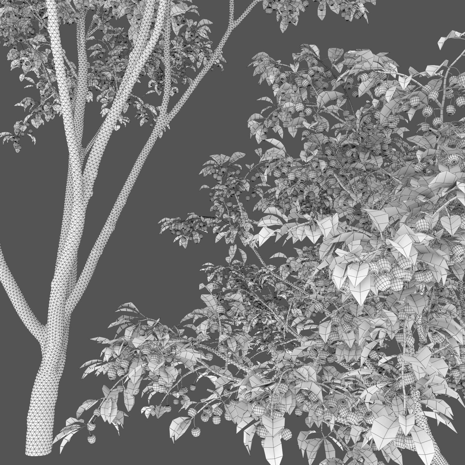 Malus Hybridus 01 3D model_3