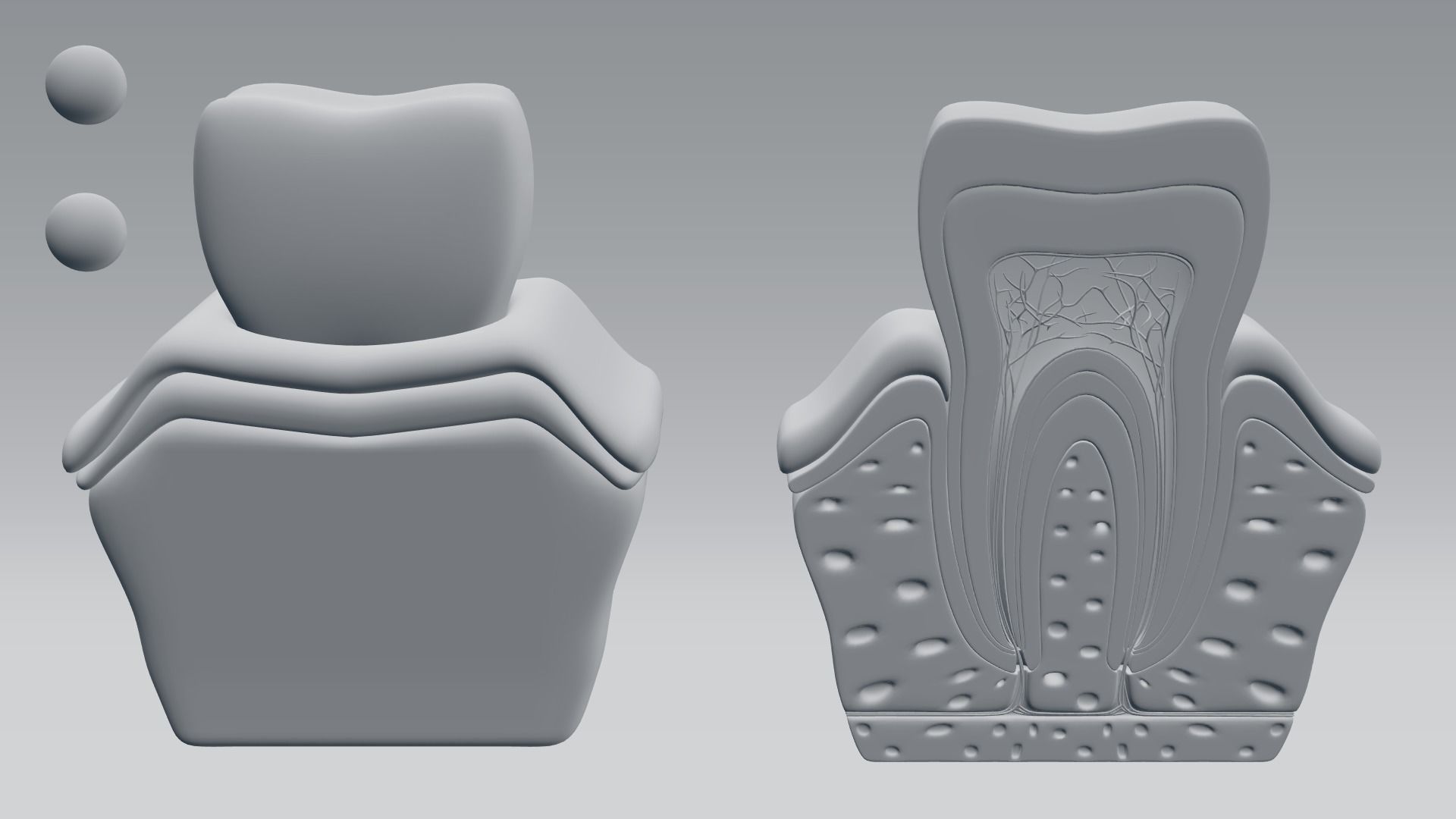 Tooth anatomy 3D model_15