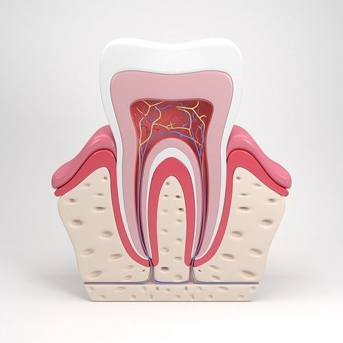 Tooth anatomy 3D model