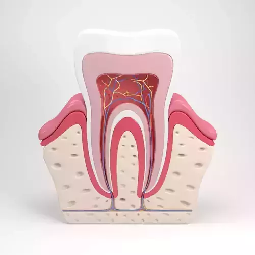 Tooth anatomy 3D model