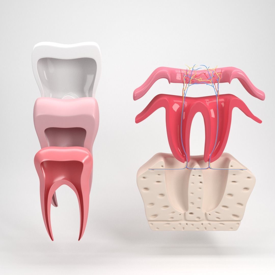 Tooth anatomy 3D model_8