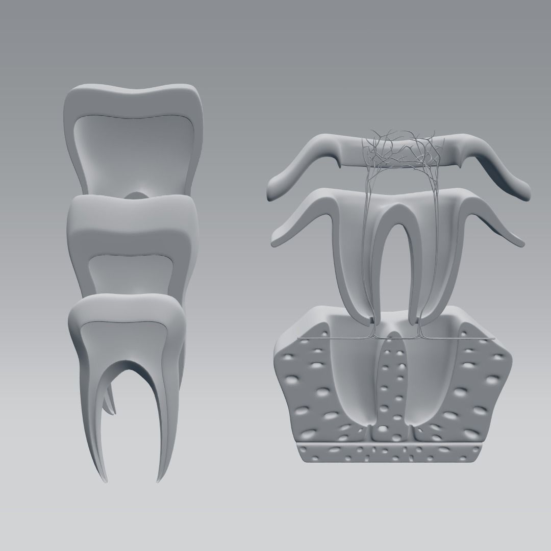 Tooth anatomy 3D model_9