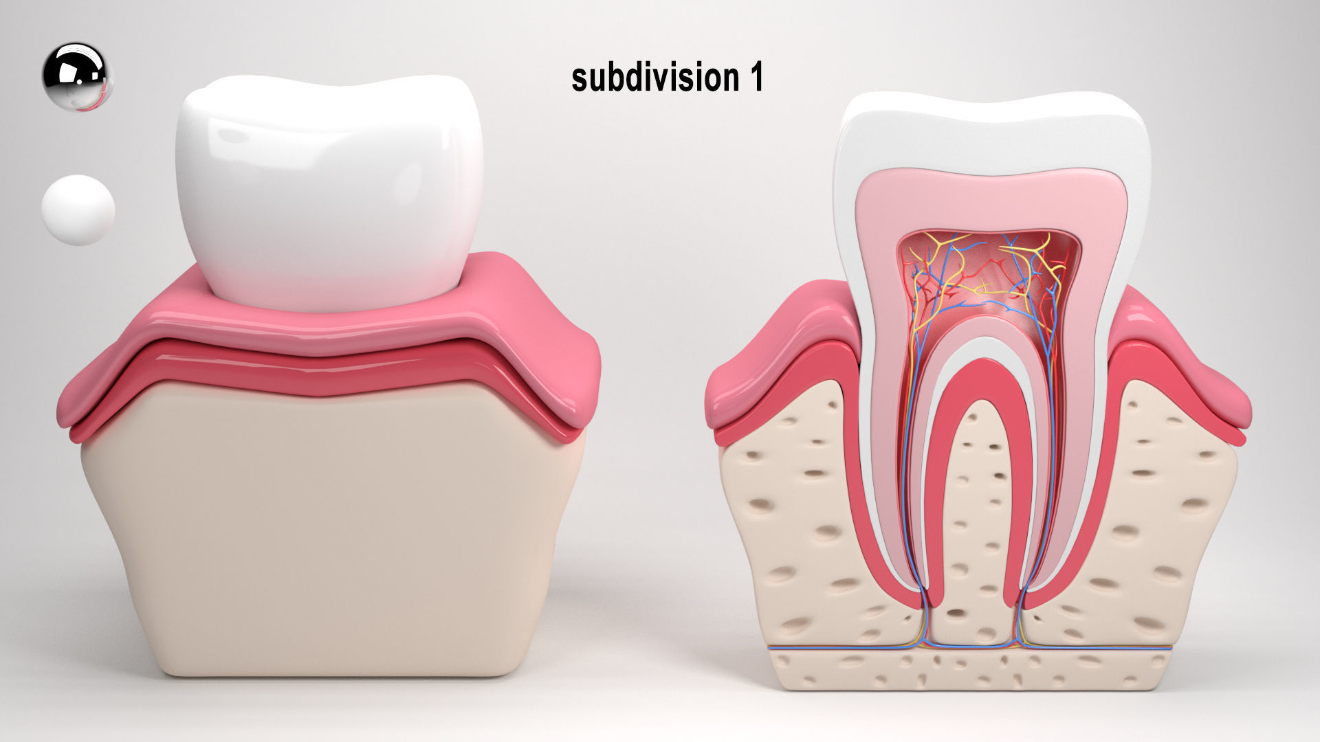 Tooth anatomy 3D model_14