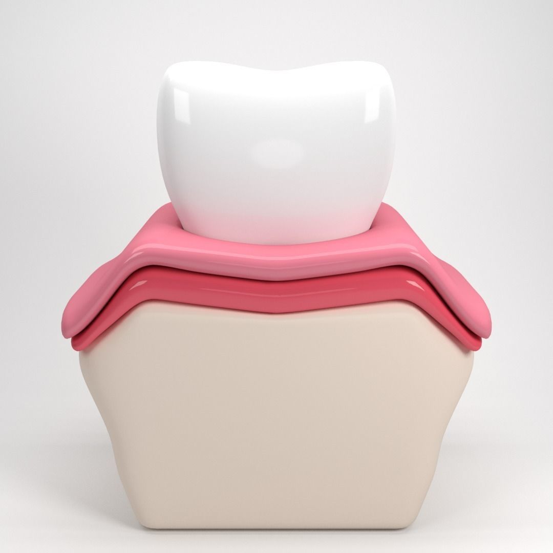 Tooth anatomy 3D model_3