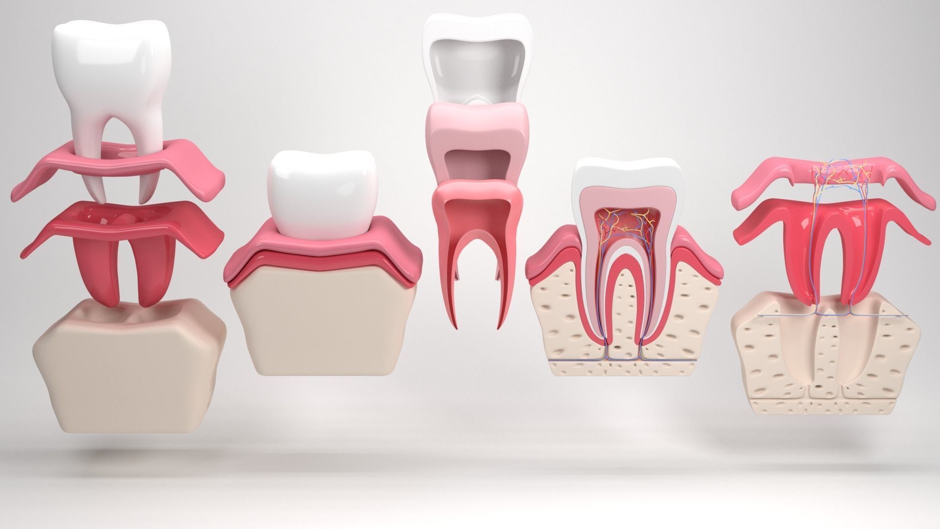 Tooth anatomy 3D model_6