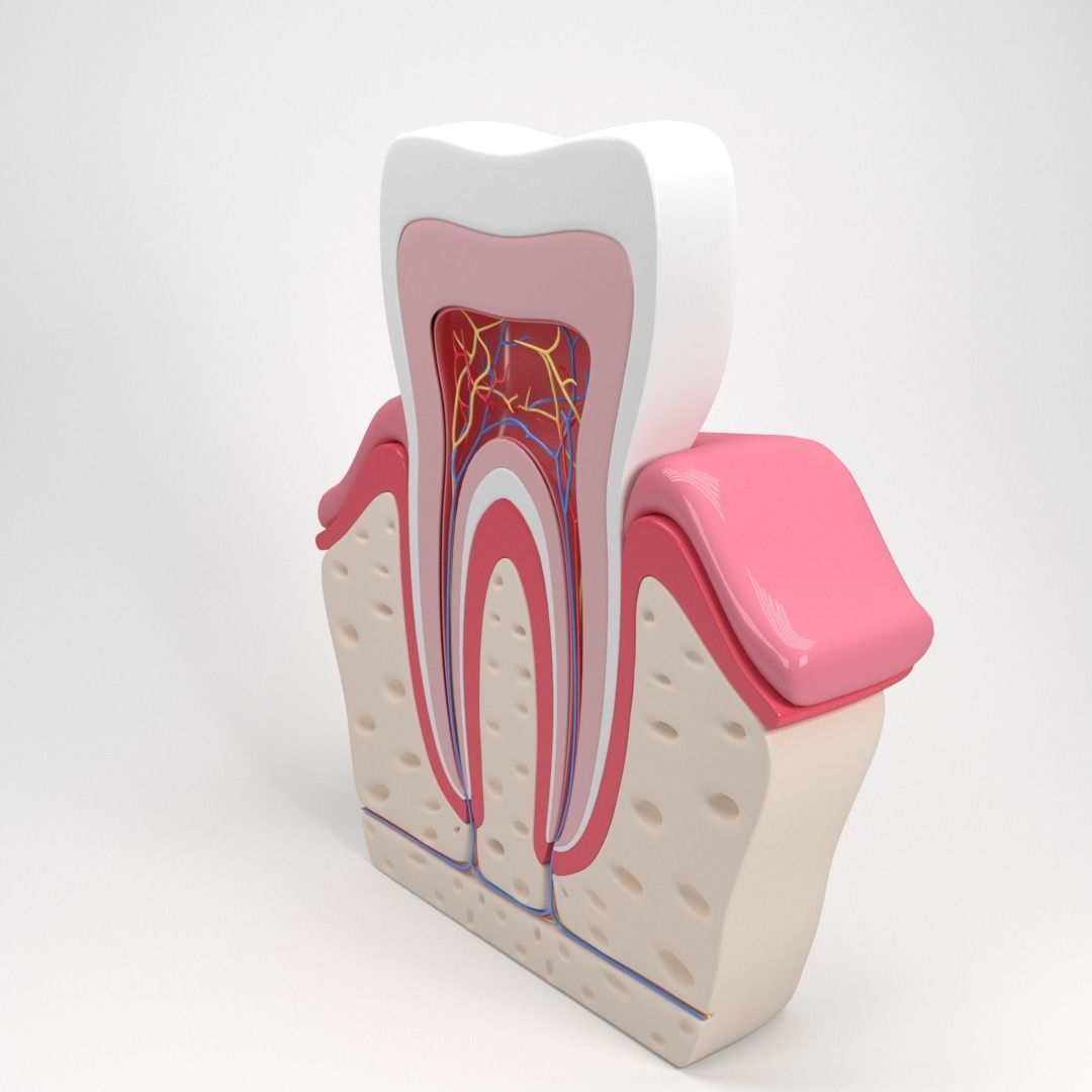 Tooth anatomy 3D model_10
