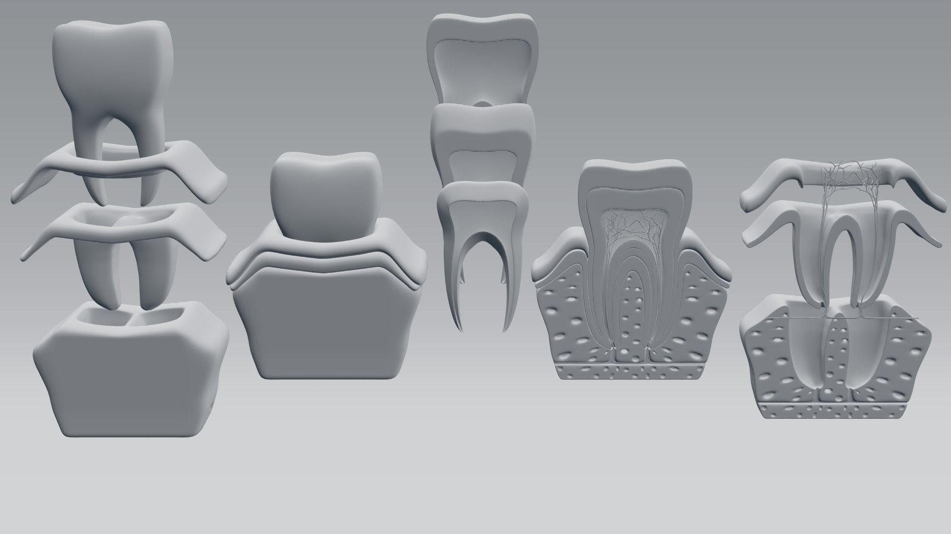 Tooth anatomy 3D model_7