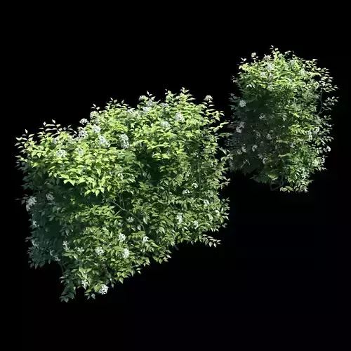 Murraya paniculata hegde