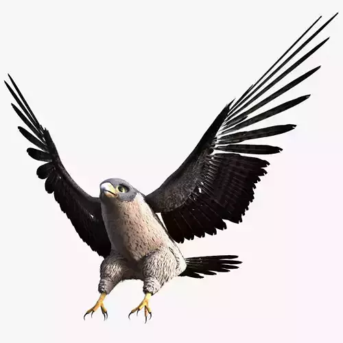 Rigged Peregrine Falcon 3D model