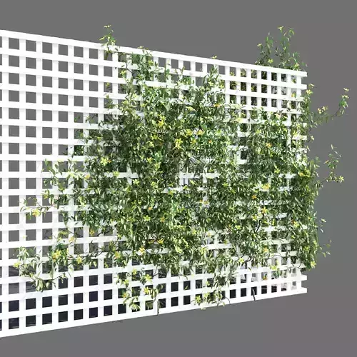 Hibbertia scandens 1