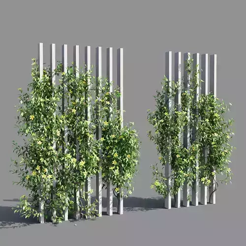 Hibbertia scandens 2