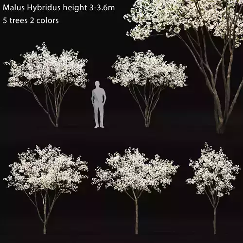 Malus Hybridus Flowering 01 3D model