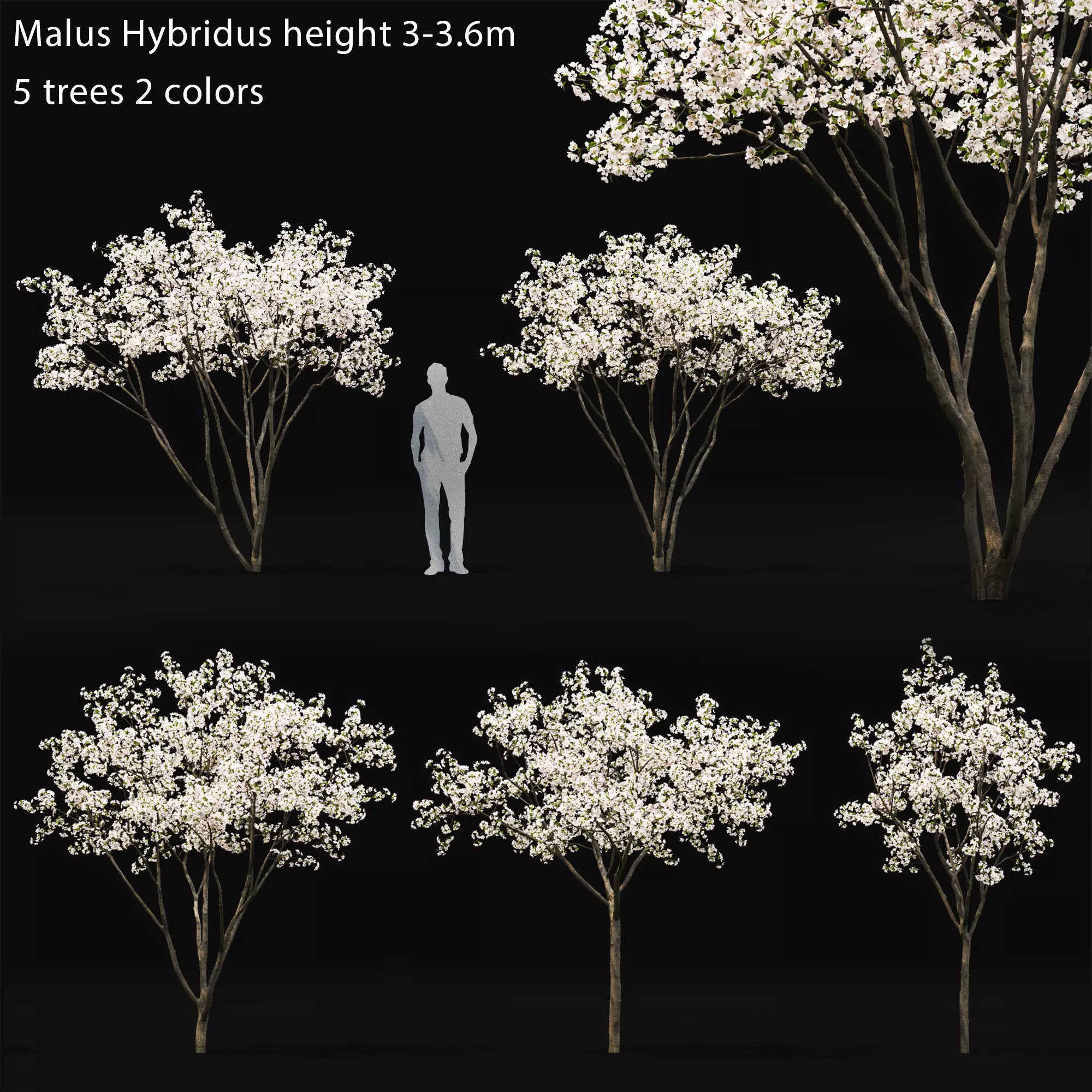 Malus Hybridus Flowering 01 3D model_0