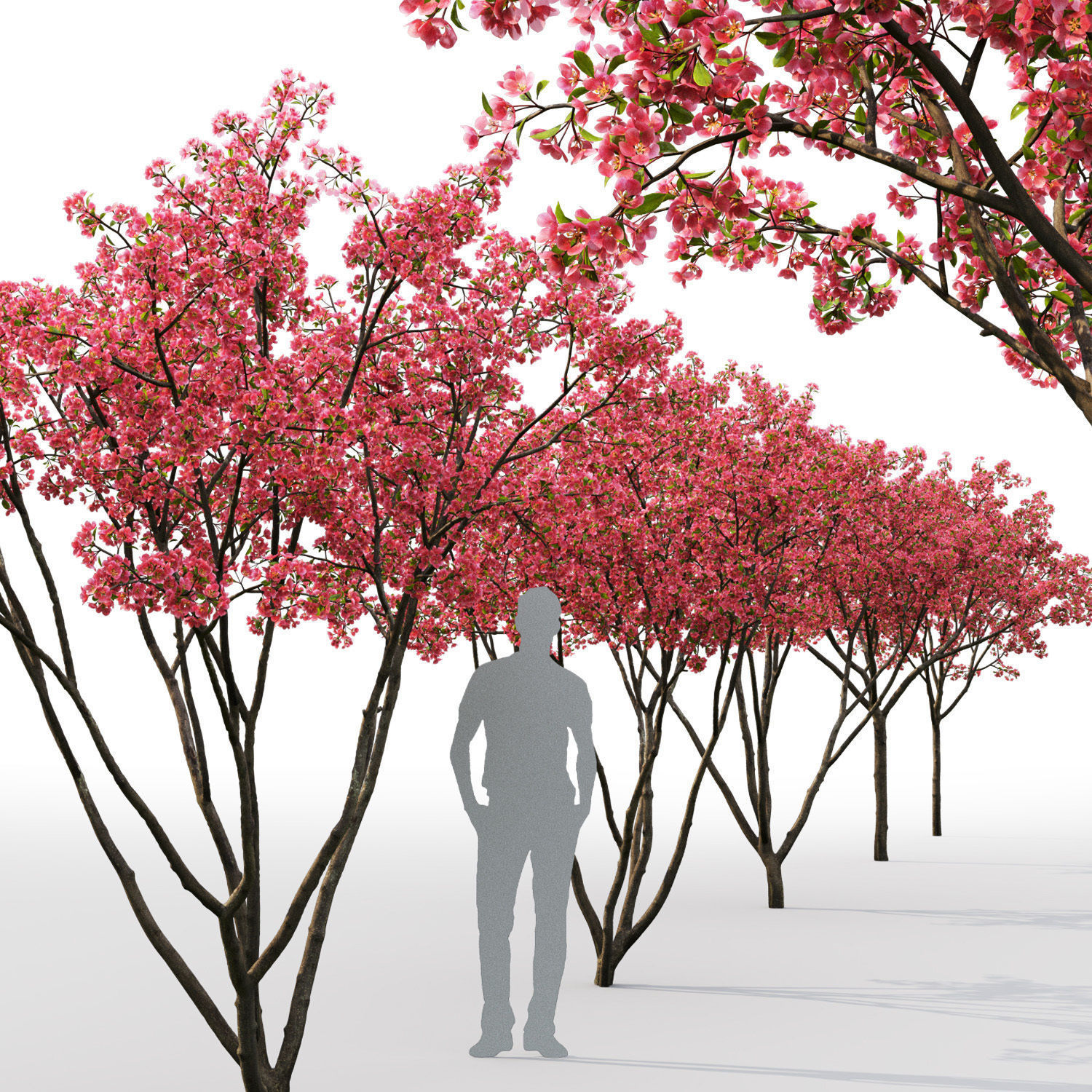 Malus Hybridus Flowering 01 3D model_2