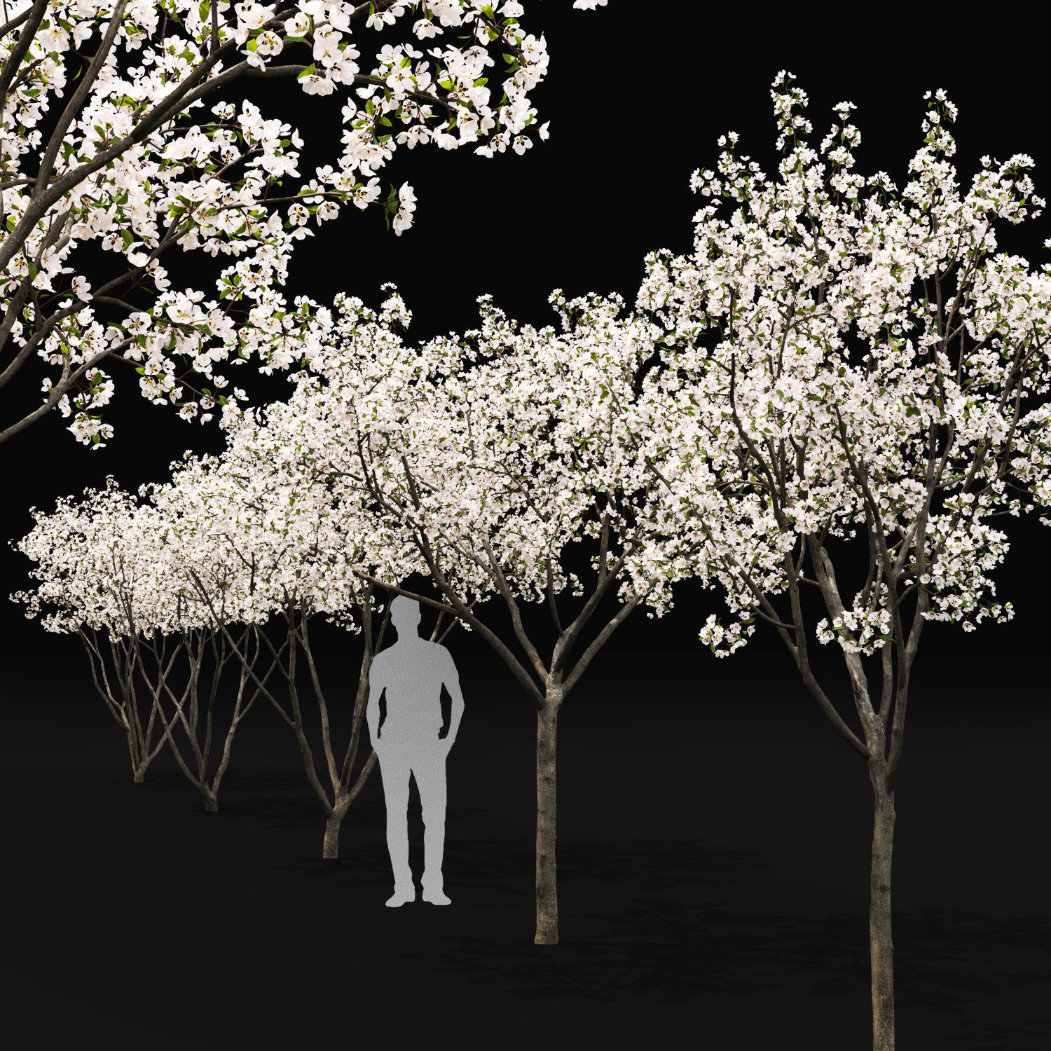 Malus Hybridus Flowering 01 3D model_1