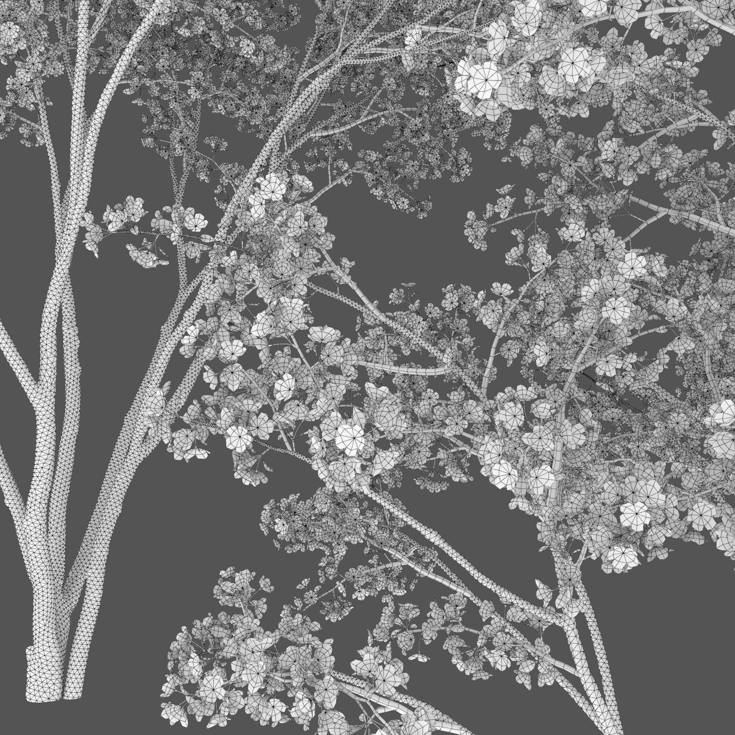 Malus Hybridus Flowering 01 3D model_3