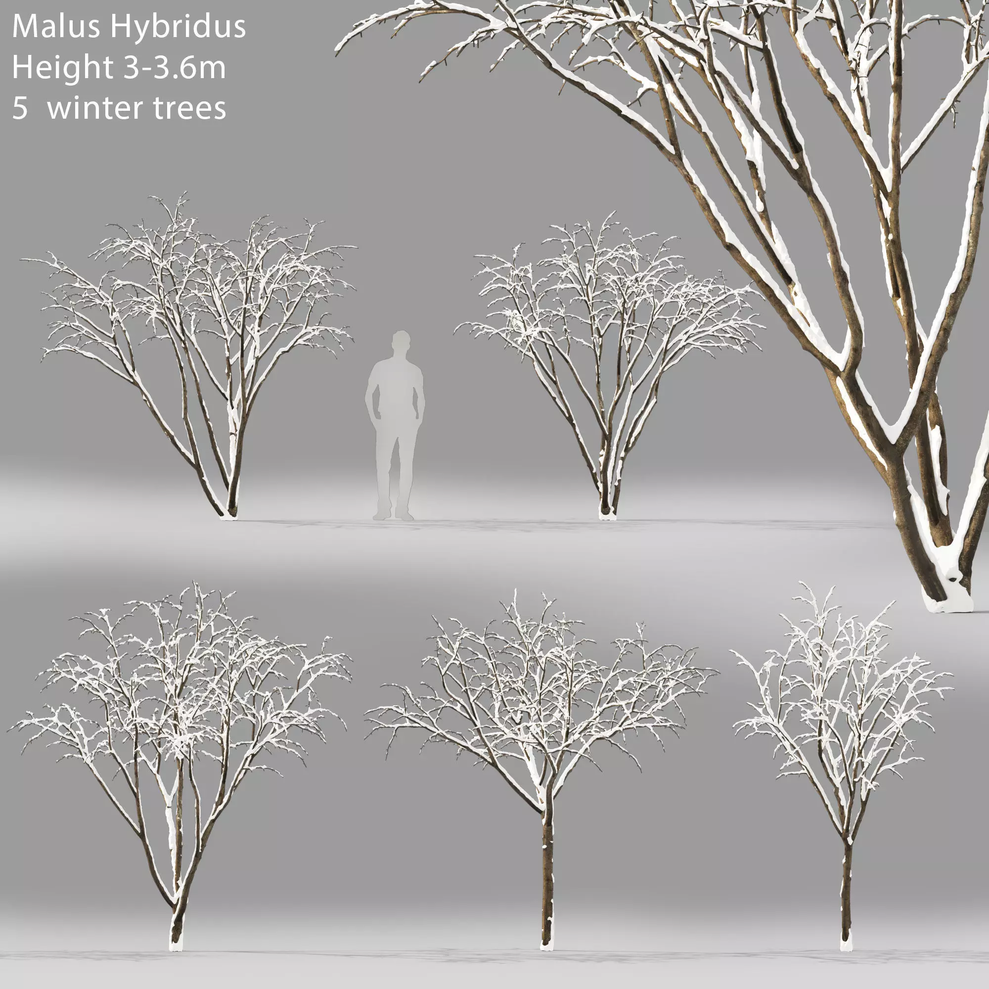 Malus Hybridus Winter 01 3D model_0