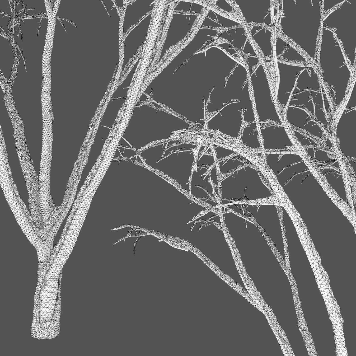 Malus Hybridus Winter 01 3D model_2