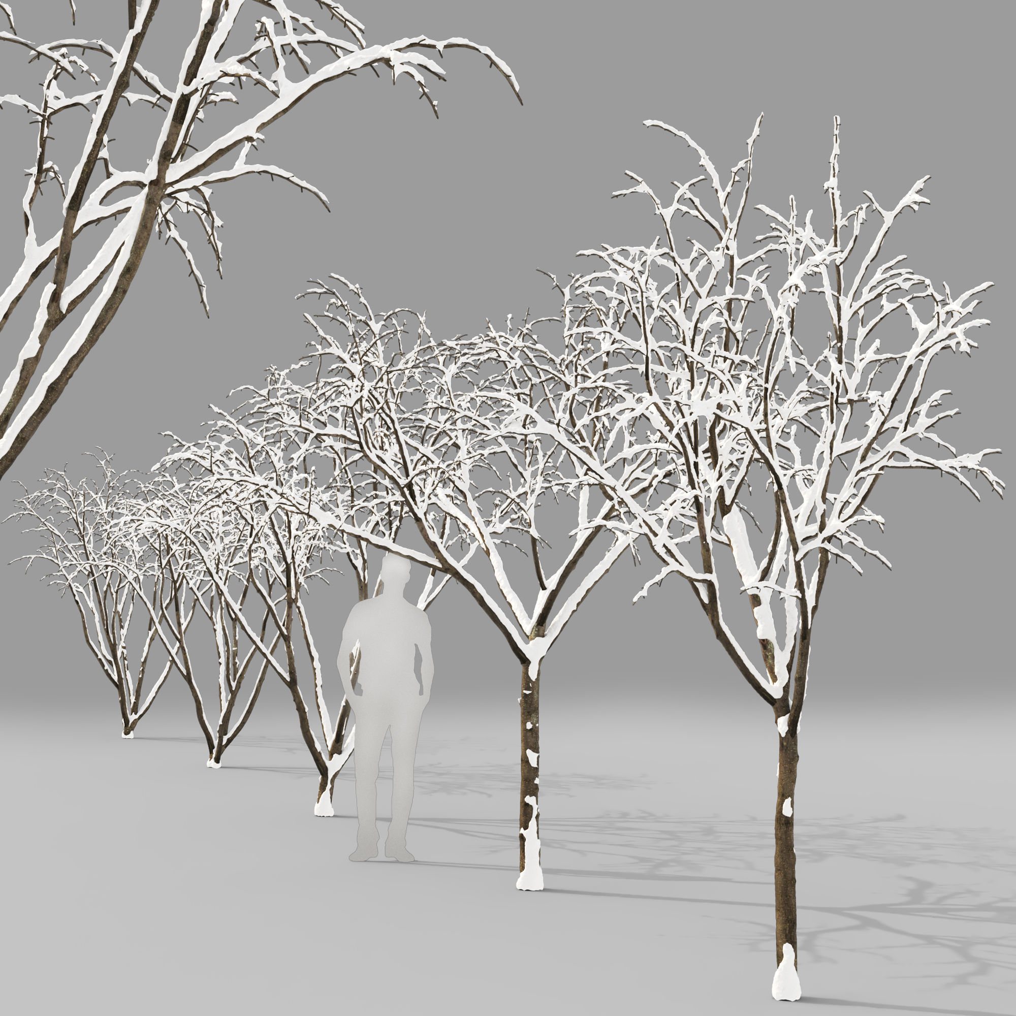 Malus Hybridus Winter 01 3D model_1