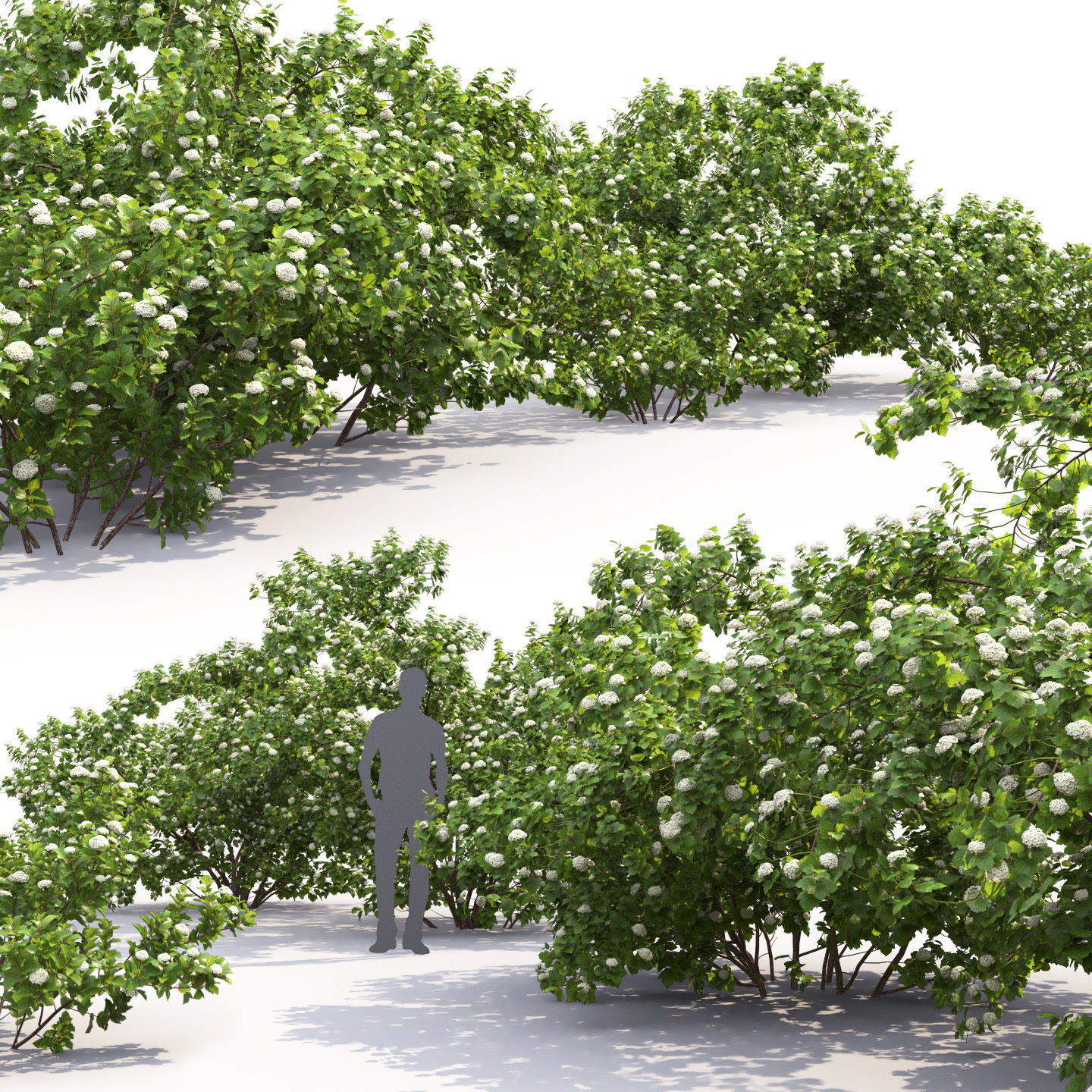 Physocarpus Opulifolius 01 3D model_2