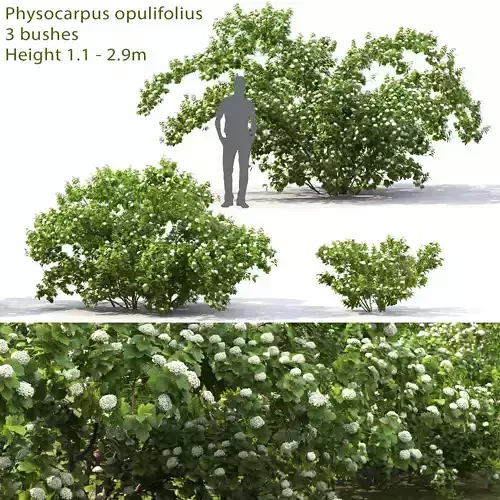 Physocarpus Opulifolius 01 3D model