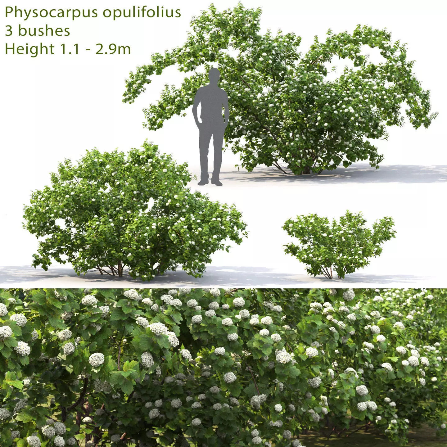 Physocarpus Opulifolius 01 3D model_0