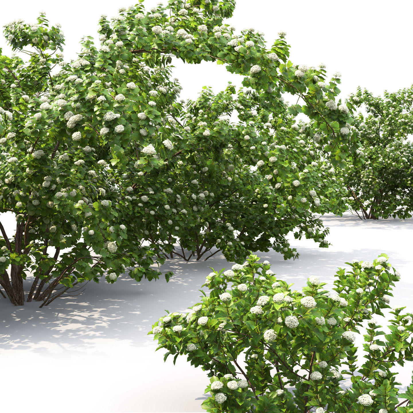Physocarpus Opulifolius 01 3D model_1