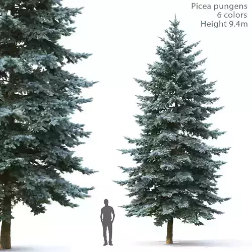Picea Pungens  05 3D model