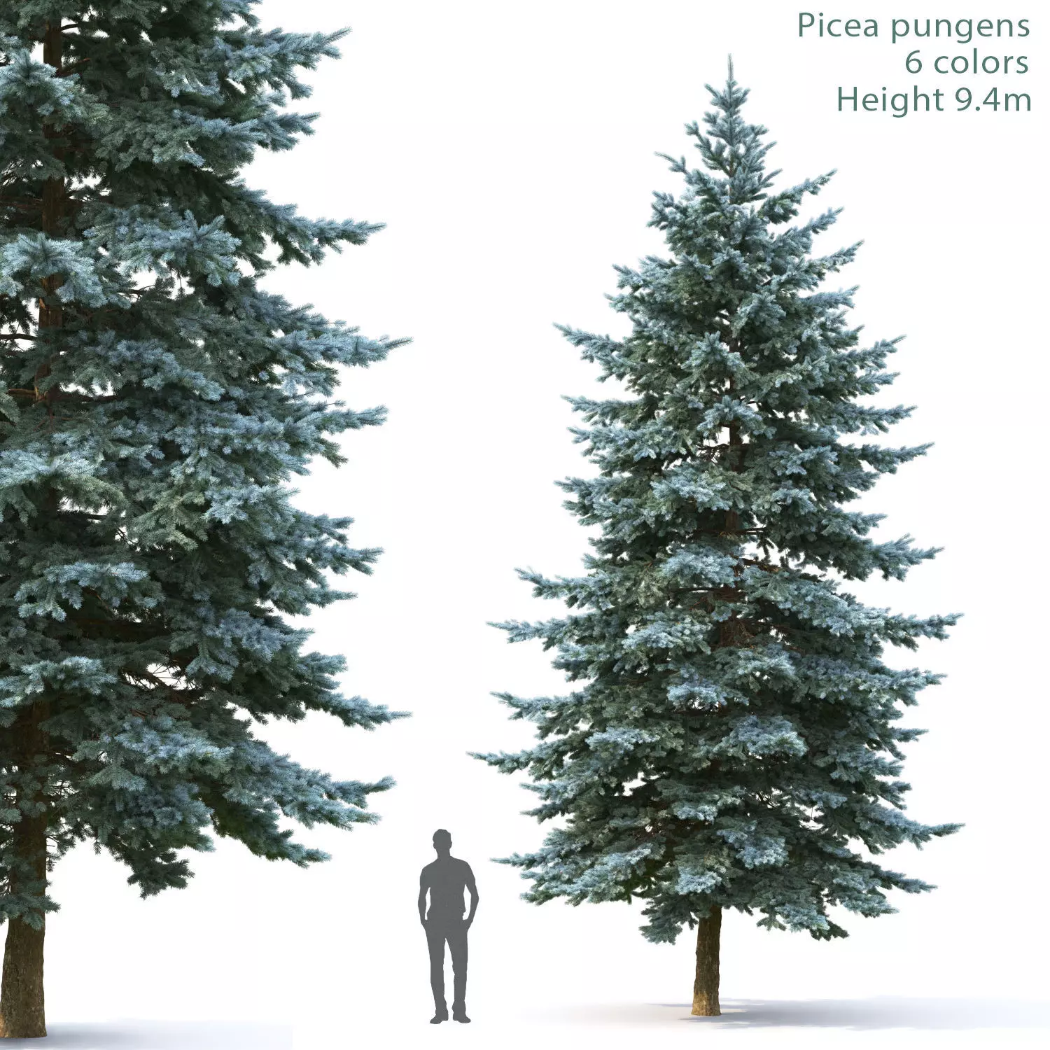 Picea Pungens  05 3D model_0