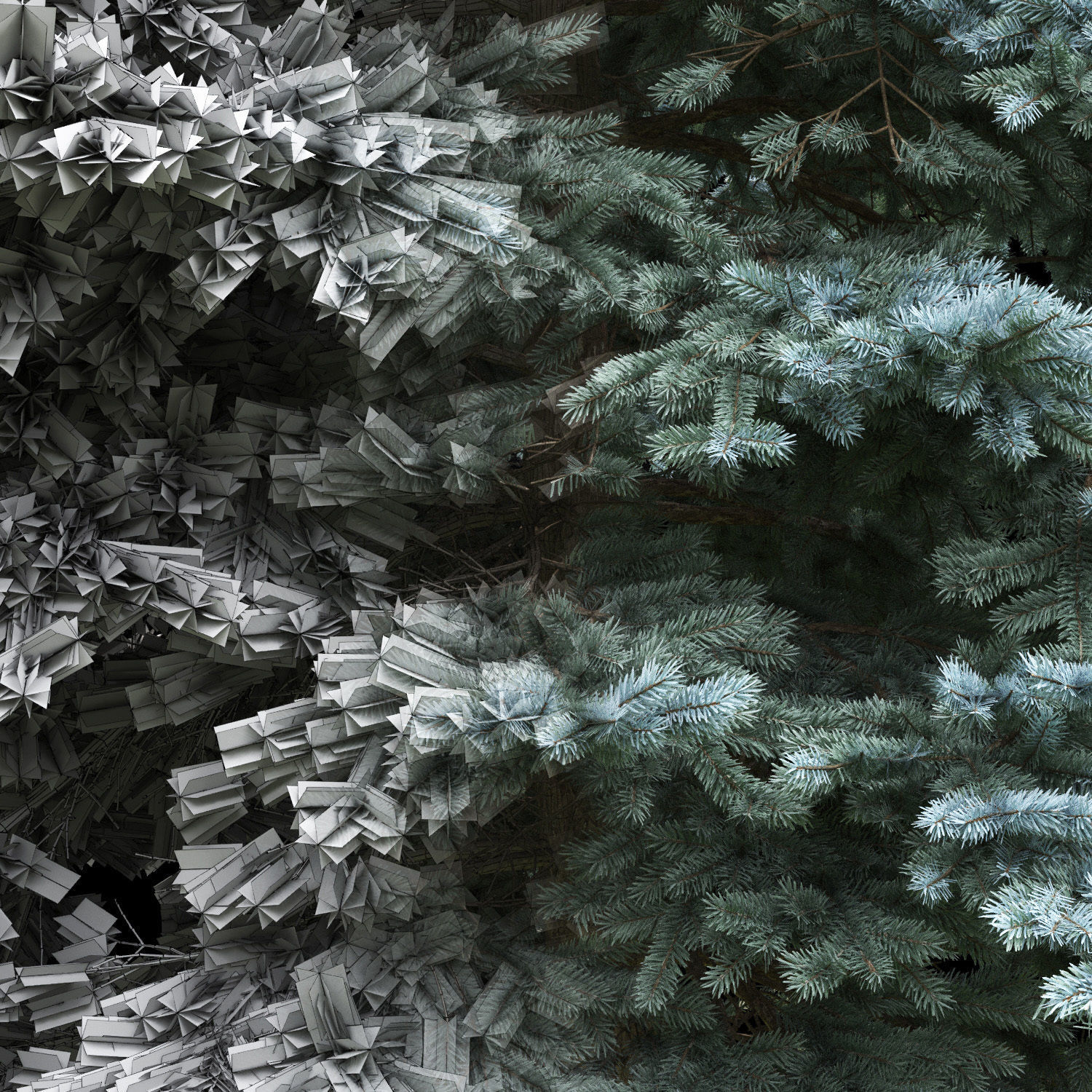 Picea Pungens  05 3D model_2