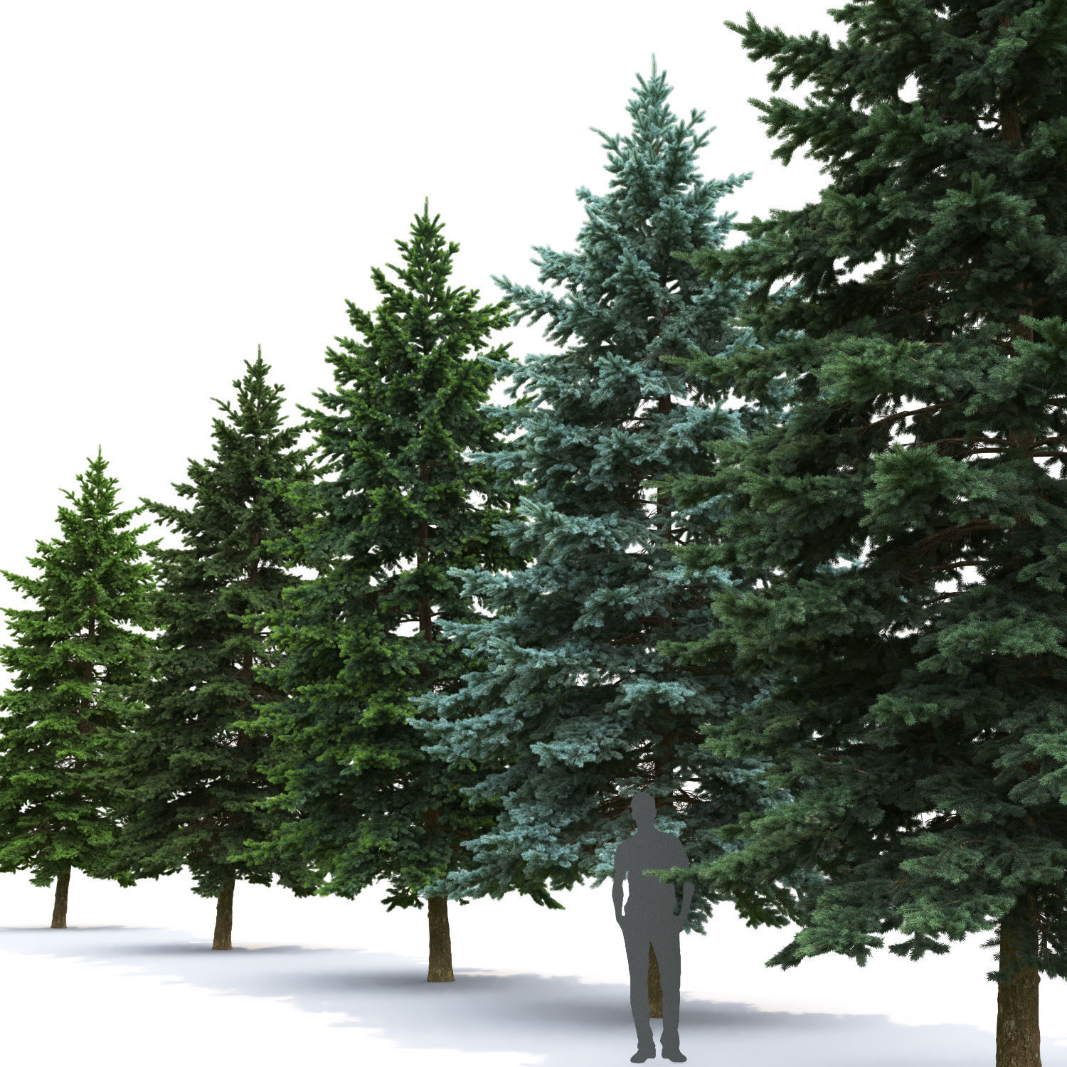 Picea Pungens  05 3D model_1