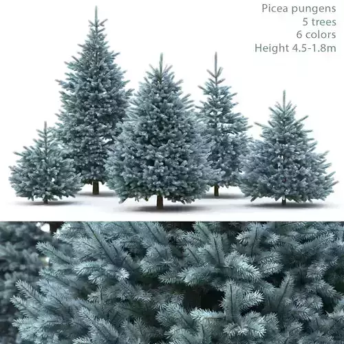 Picea pungens 07 3D model