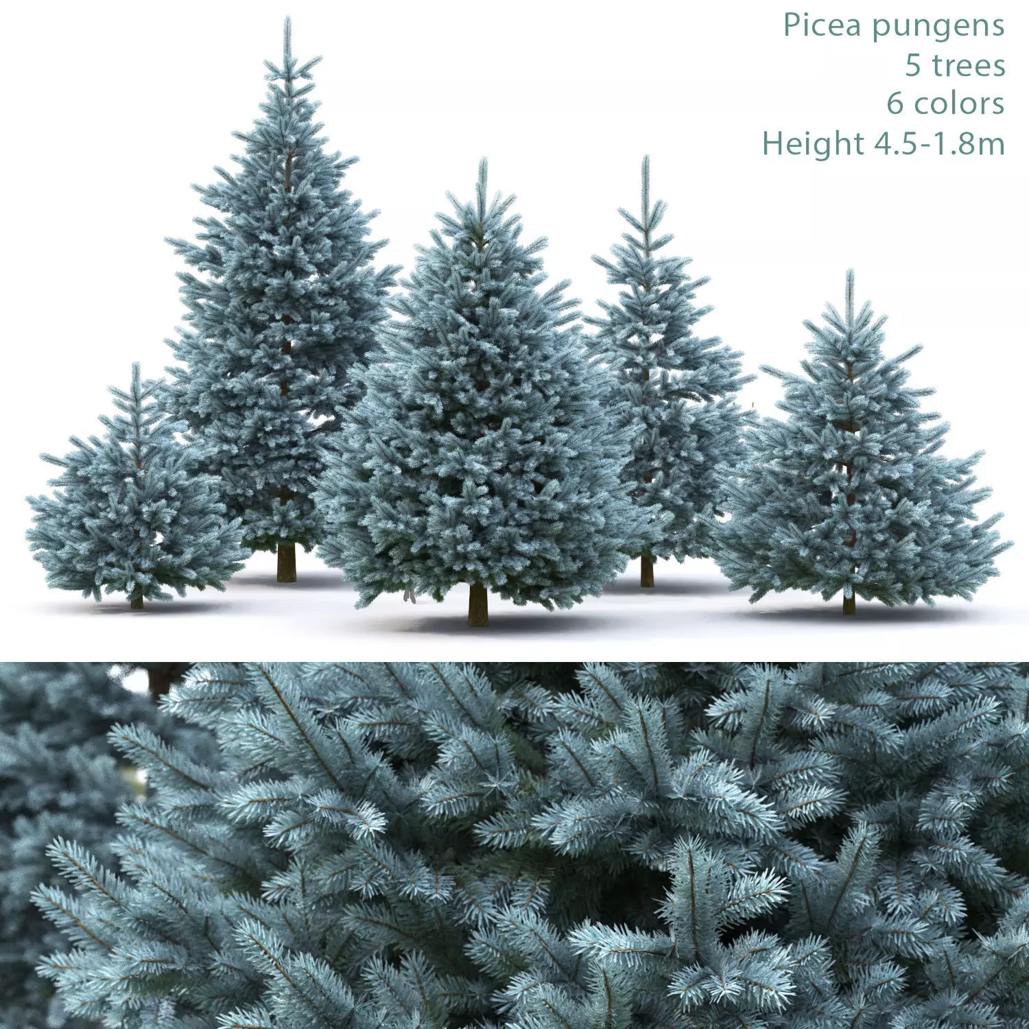 Picea pungens 07 3D model_0