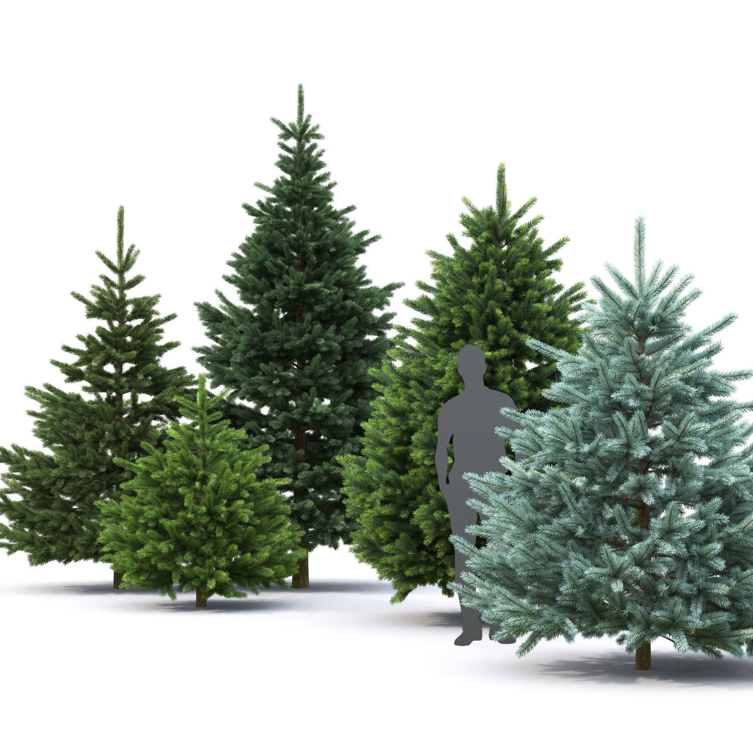 Picea pungens 07 3D model_2