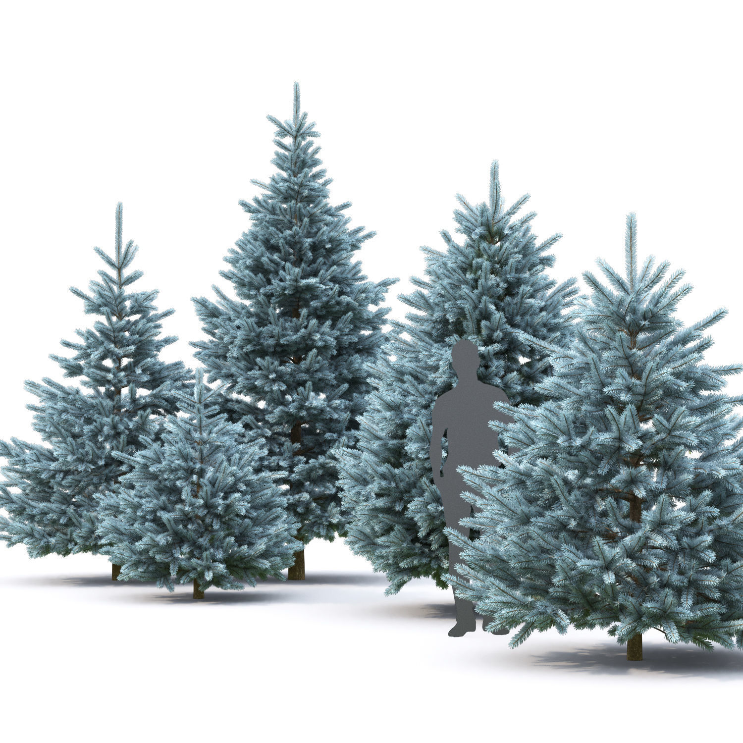 Picea pungens 07 3D model_1