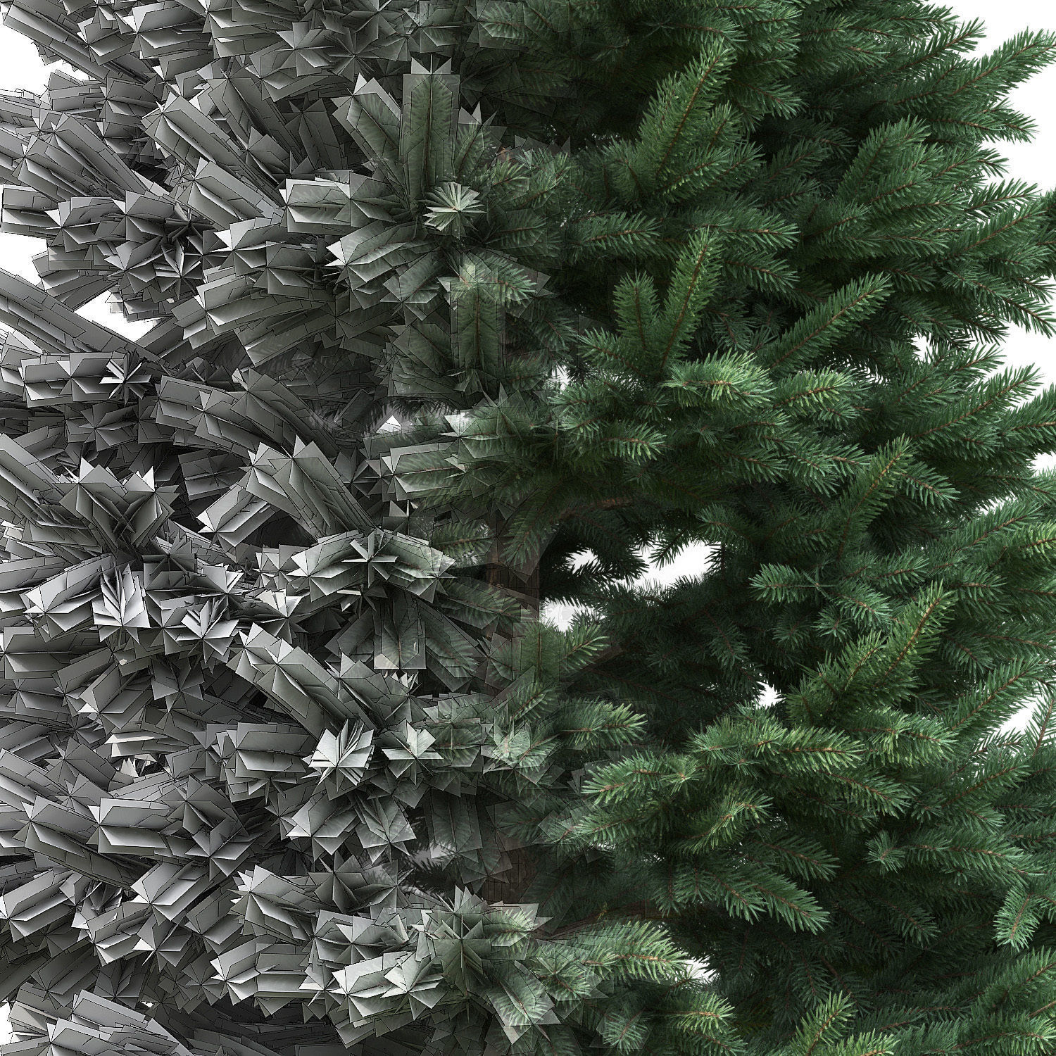 Picea pungens 07 3D model_3
