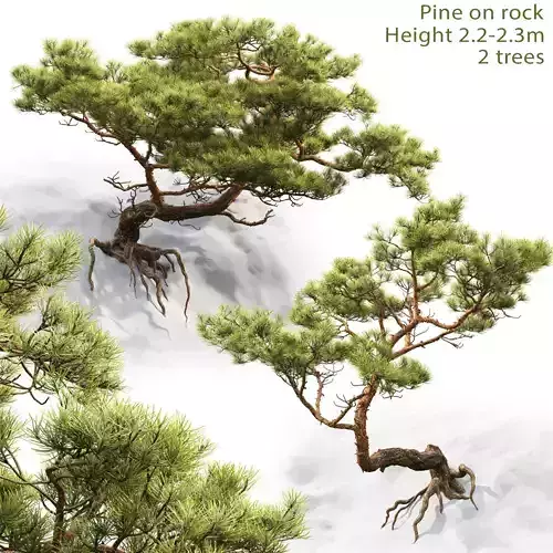 Pine On Rock 01 3D model