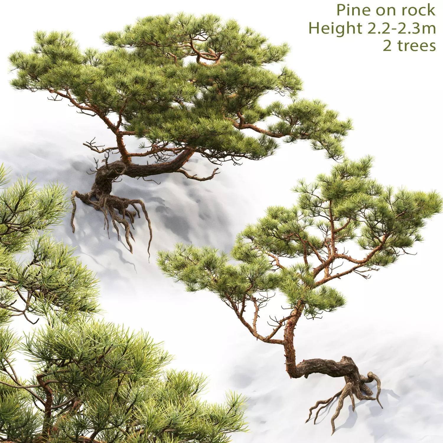 Pine On Rock 01 3D model_0