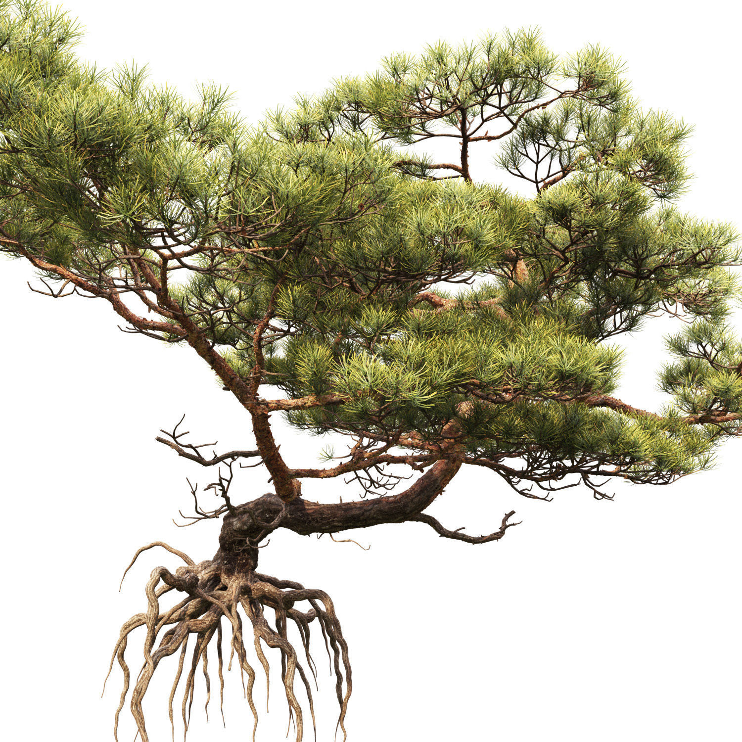Pine On Rock 01 3D model_3