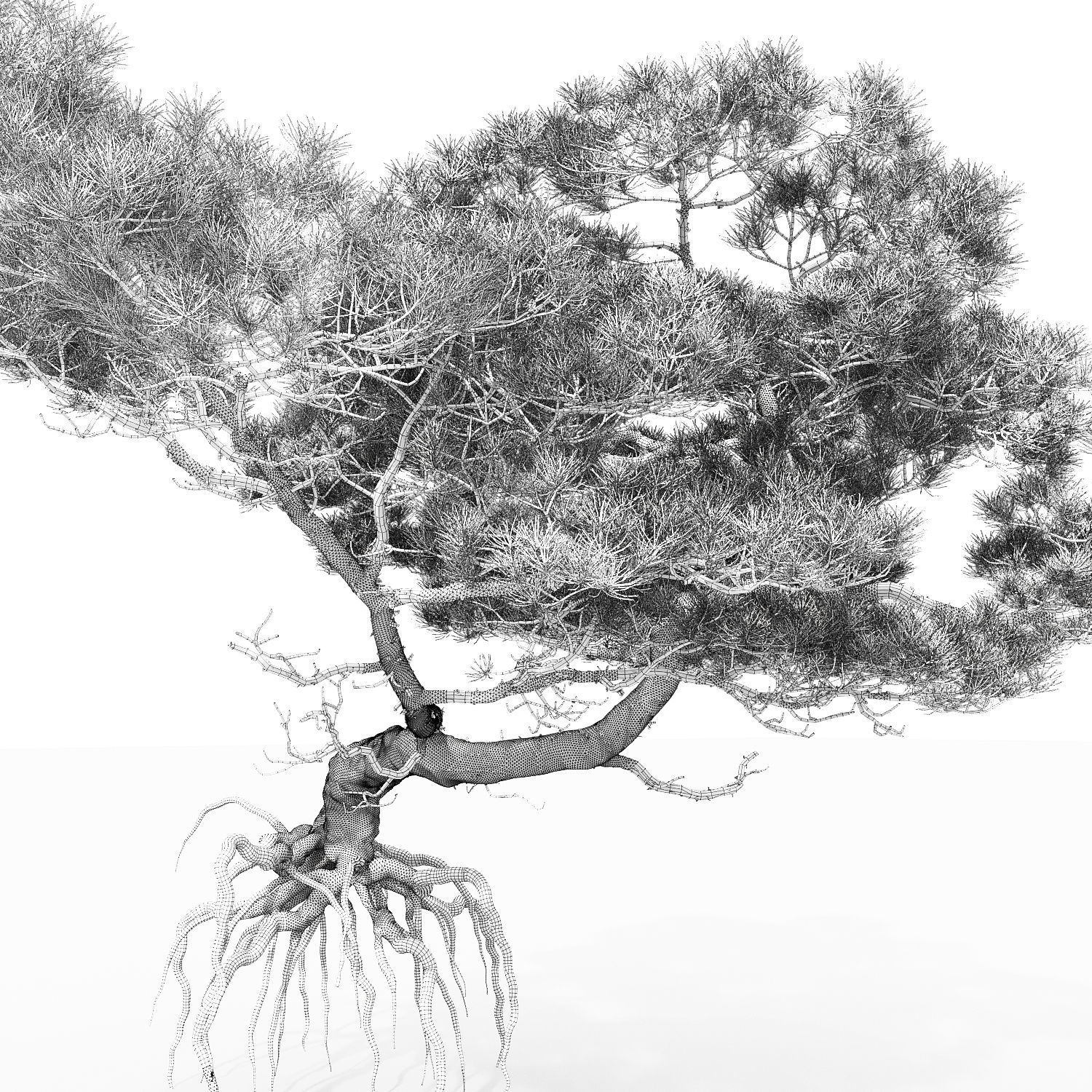 Pine On Rock 01 3D model_4
