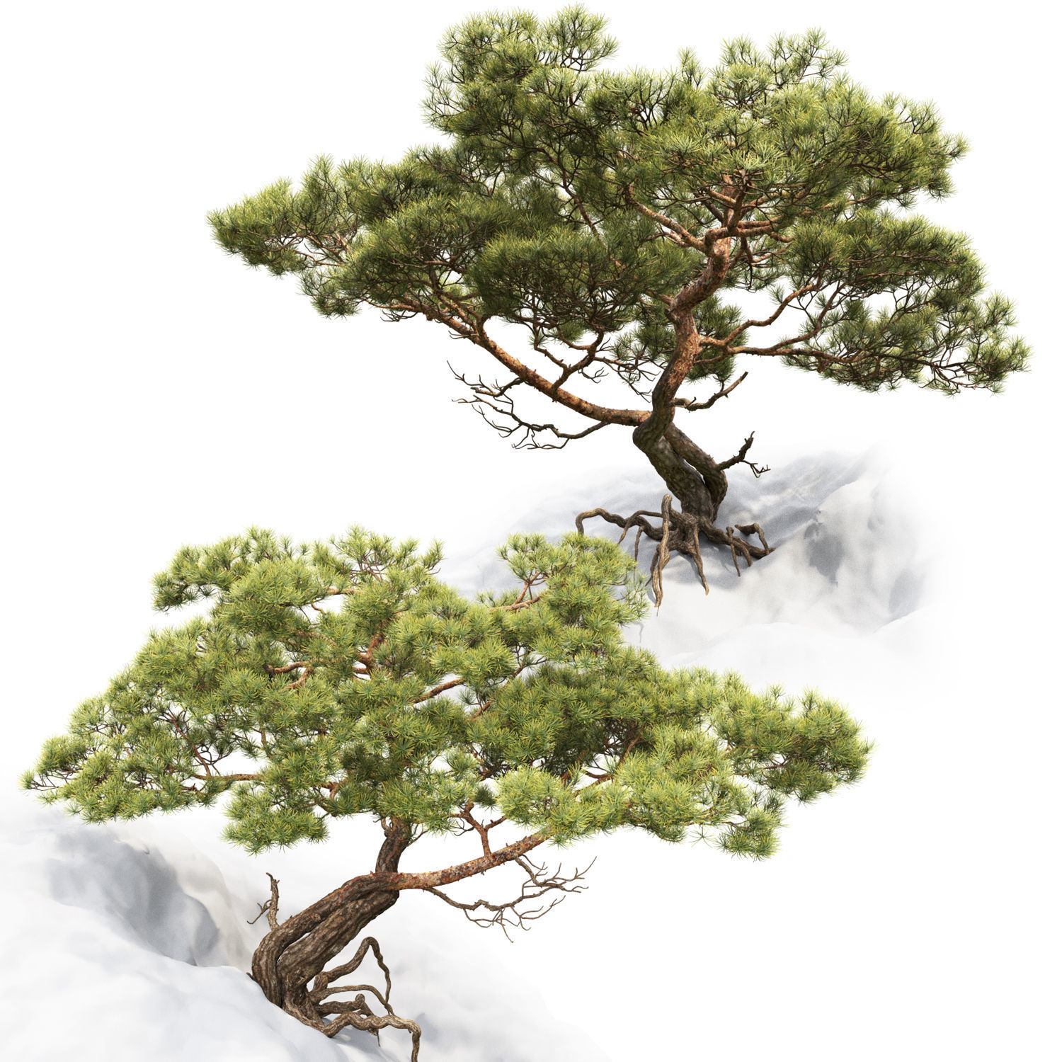Pine On Rock 01 3D model_1